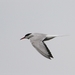 Visdief  - Sterna hirundo