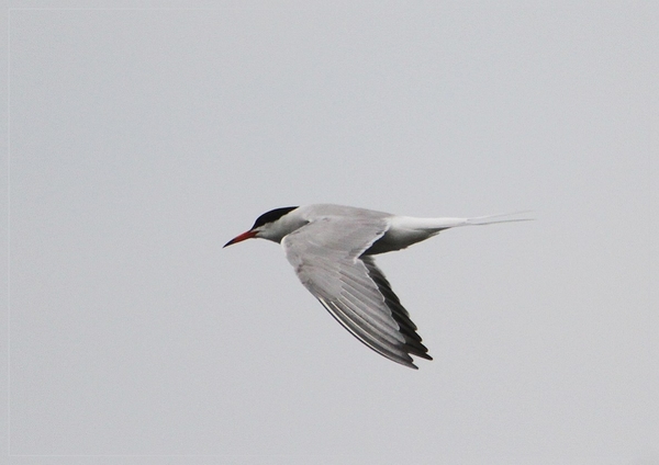 Visdief  - Sterna hirundo