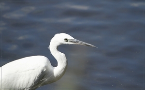 Kleine Zilverreiger - Egretta garzetta