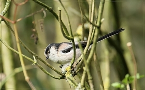 Staartmees - Aegithalos caudatus