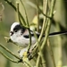 Staartmees - Aegithalos caudatus