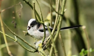 Staartmees - Aegithalos caudatus