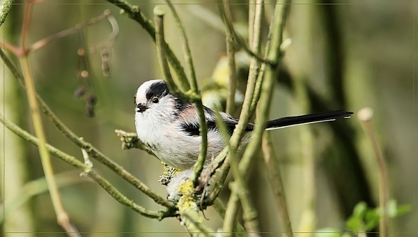 Staartmees - Aegithalos caudatus