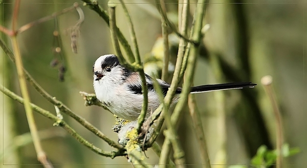 Staartmees - Aegithalos caudatus