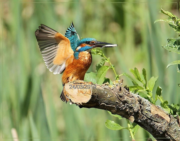 Ijsvogel - Alcedo atthis