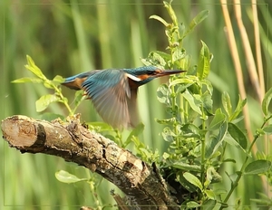 Ijsvogel