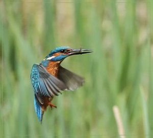 Ijsvogel