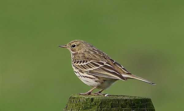 Graspieper - Anthus pratensis