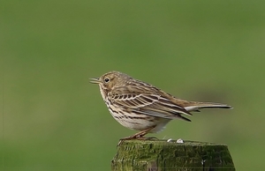 Graspieper - Anthus pratensis