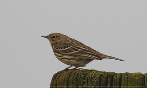 Graspieper - Anthus pratensis