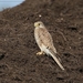 Torenvalk - Falco tinnunculus ♀