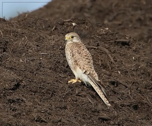 Torenvalk - Falco tinnunculus ♀