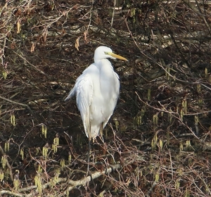 Grote Zilverreiger