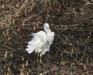 Grote Zilverreiger