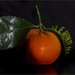 Clementine genetisch gemanipuleerd