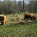 hie lopen