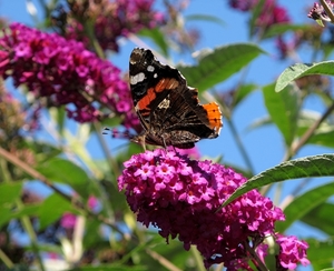 atalanta (Vanessa atalanta)