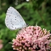 boomblauwtje (Celastrina argiolus) (5)