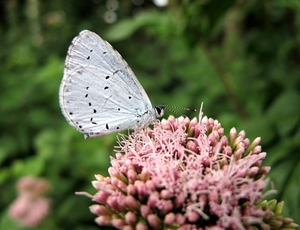 boomblauwtje (Celastrina argiolus) (5)