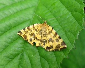 boterbloempje [Pseudopanthera macularia] (2)