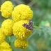 brandnetelmotje (Anthophila fabriciana)