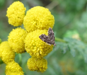 brandnetelmotje (Anthophila fabriciana)