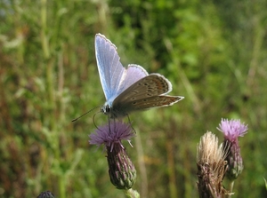 bruin blauwtje Aricia agestis] (7)