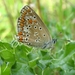 bruin blauwtje Aricia agestis] (8)