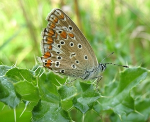 bruin blauwtje Aricia agestis] (8)