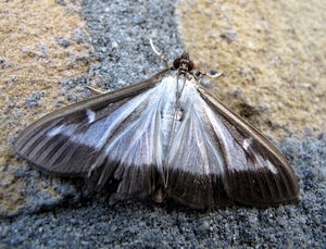 buxusmot[Cydalima perspectalis] (17)