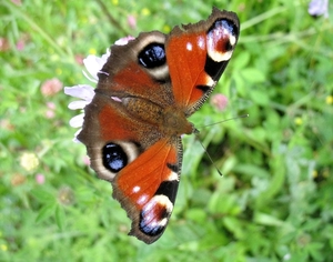 dagpauwoog+[Aglais+io]+(21) (1)