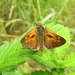 kommavlinder[Hesperia comma] (3)