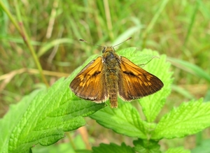 kommavlinder[Hesperia comma] (3)