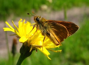 groot dikkopje [Ochlodes sylvanus]