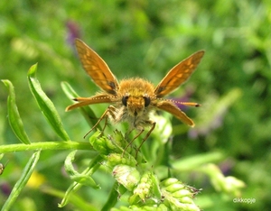 groot dikkopje [Ochlodes sylvanus] (2)