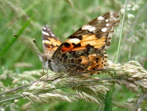 distelvlinder [Vanessa cardui] (1)
