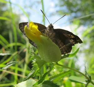 eikenpage Favonius quercus (1)