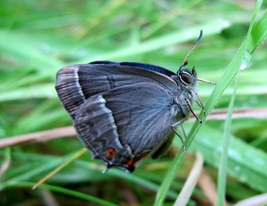 eikenpage Favonius quercus (6)