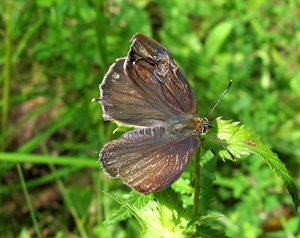 eikenpage Favonius quercus (18)