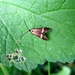 De geelbandlangsprietmot (Nemophora degeerella) (1)