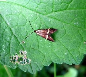 De geelbandlangsprietmot (Nemophora degeerella) (1)