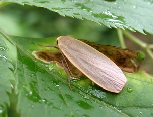 glad beertje (Eilema griseola) (1)