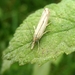 Grasmot (Agriphila selasella) (1)