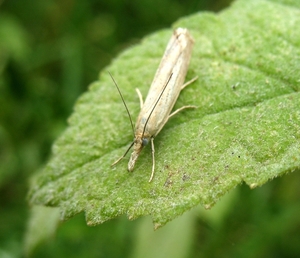 Grasmot (Agriphila selasella) (1)