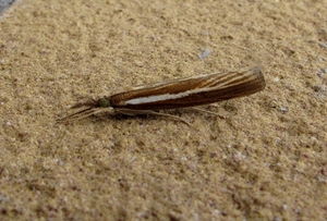 grasmot [Agriphila selasella] (8)