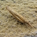 grasmot [Agriphila selasella] (14)