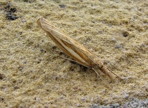 grasmot [Agriphila selasella] (14)