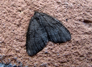 groenbandspanner (Hydriomena impluviata) (2)donker - kopie
