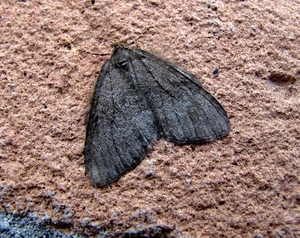 groenbandspanner (Hydriomena impluviata) (3)donker