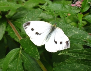 groot koolwitje [Pieris brassicae]